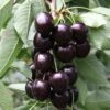 Cherry 'Kordia' -Garden Supplies Sales 2024 pl2000042773
