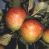 Apple 'Sunset' 2 Apple 'Sunset' -Garden Supplies Sales 2024 pl2000042791