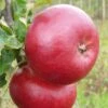 Apple 'Fiesta' -Garden Supplies Sales 2024 pl2000042796
