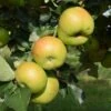 Apple 'Bramley's Seedling' -Garden Supplies Sales 2024 pl2000042817