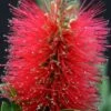 Callistemon Viminalis Inferno ('Yanferno') (PBR) -Garden Supplies Sales 2024 pl2000043060