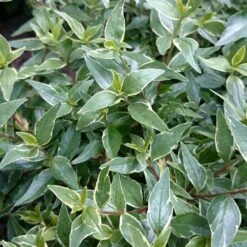 Abelia × Grandiflora Lucky Lots ('Wevo2') (PBR) -Garden Supplies Sales 2024 pl2000043067 card3 lg