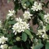 Amelanchier Alnifolia 'Obelisk' (PBR)