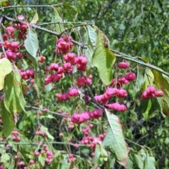 Euonymus Phellomanus