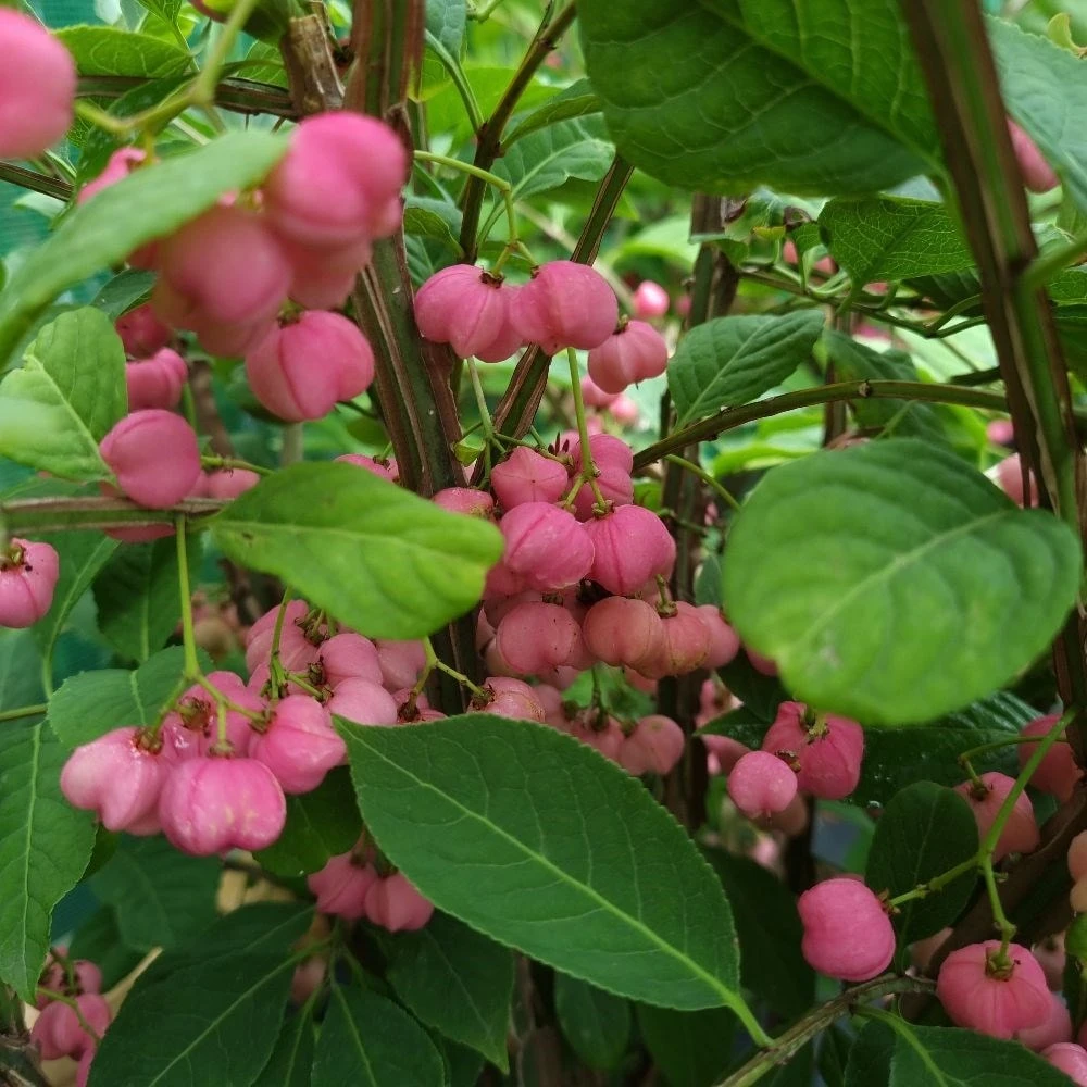 Euonymus Phellomanus 4 Euonymus Phellomanus - Image 2