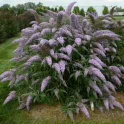 Buddleja Grand Cascade ('PP30868') (PBR)