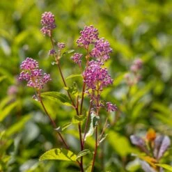 Ceanothus 'Marie-rose' -Garden Supplies Sales 2024 pl2000043206 card2 lg