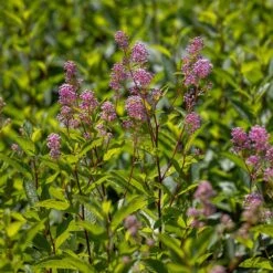 Ceanothus 'Marie-rose' -Garden Supplies Sales 2024 pl2000043206 card3 lg