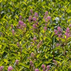 Ceanothus 'Marie-rose' -Garden Supplies Sales 2024 pl2000043206 card4 lg