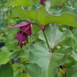 Leycesteria Formosa 'Purple Rain'