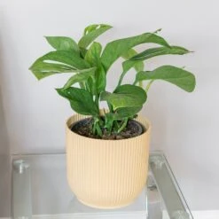 Monstera Pinnatipartita -Garden Supplies Sales 2024 pl2000043220 card3 lg