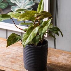 Philodendron 'Painted Lady' -Garden Supplies Sales 2024 pl2000043224 card3 lg