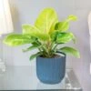 Philodendron 'Moonlight' -Garden Supplies Sales 2024 pl2000043226