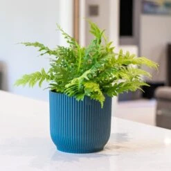 Blechnum Gibbum 'Silver Lady'