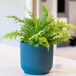 Blechnum Gibbum 'Silver Lady' -Garden Supplies Sales 2024 pl2000043234 card3 lg