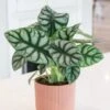Alocasia 'Silver Dragon' -Garden Supplies Sales 2024 pl2000043236
