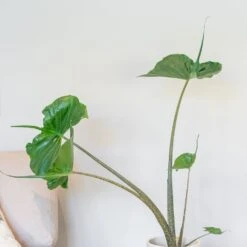 Alocasia 'Stingray' -Garden Supplies Sales 2024 pl2000043240 card3 lg