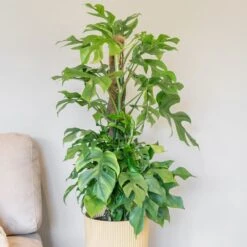 Rhaphidophora Tetrasperma -Garden Supplies Sales 2024 pl2000043241 card3 lg