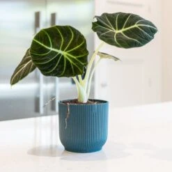 Alocasia 'Black Velvet'