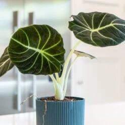 Alocasia 'Black Velvet' -Garden Supplies Sales 2024 pl2000043242 card3 lg