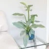 Philodendron 'Silver Queen' -Garden Supplies Sales 2024 pl2000043244