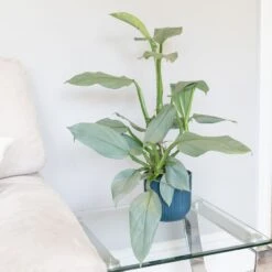 Philodendron 'Silver Queen'