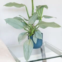 Philodendron 'Silver Queen' -Garden Supplies Sales 2024 pl2000043244 card3 lg