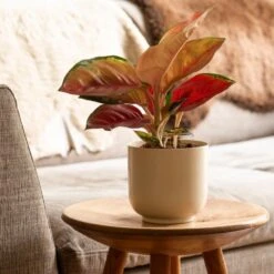 Aglaonema 'Star Orange' -Garden Supplies Sales 2024 pl2000043247 card3 lg