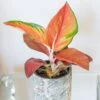 Aglaonema 'Red Star' -Garden Supplies Sales 2024 pl2000043248