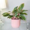 Aglaonema 'Star Light Pink' -Garden Supplies Sales 2024 pl2000043249