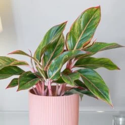 Aglaonema 'Star Light Pink' -Garden Supplies Sales 2024 pl2000043249 card3 lg