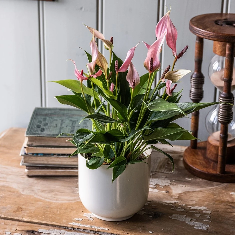 Anthurium 'Champion Lilli' 3 Anthurium 'Champion Lilli'