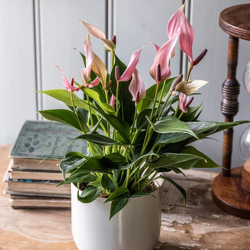 Anthurium 'Champion Lilli' 4 Anthurium 'Champion Lilli' - Image 2