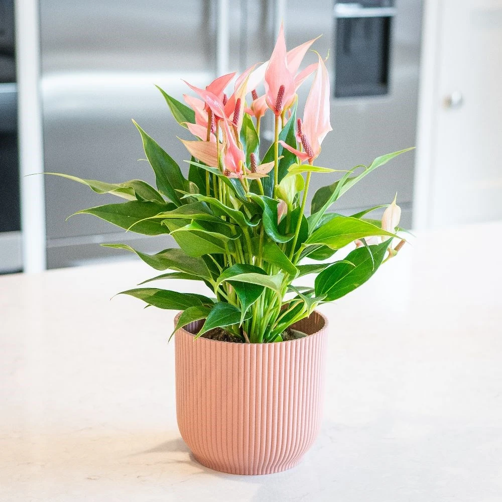 Anthurium 'Champion Lilli' 5 Anthurium 'Champion Lilli' - Image 3