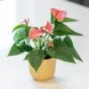 Anthurium Cherry Love Improved ('Ryn2007042') (PBR) -Garden Supplies Sales 2024 pl2000043253