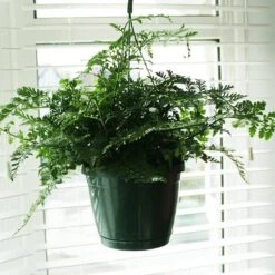 Asplenium 'Parvati' -Garden Supplies Sales 2024 pl2000043255 card3 lg