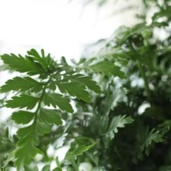 Asplenium 'Parvati' -Garden Supplies Sales 2024 pl2000043255 card4 lg