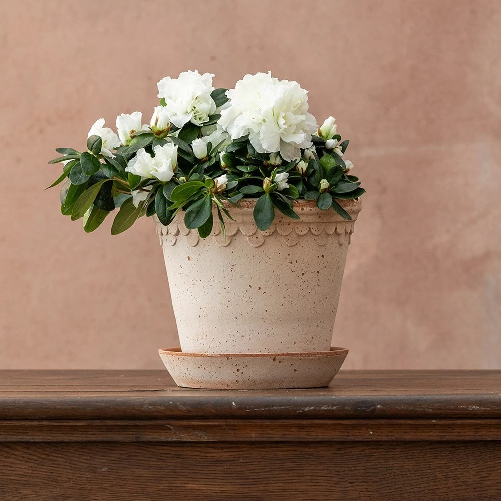 Azalea Flandresse 'White' 4 Azalea Flandresse 'White' - Image 2