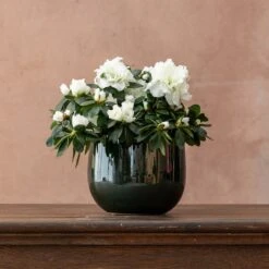 Azalea Flandresse 'White' 9 Azalea Flandresse 'White' -Garden Supplies Sales 2024 pl2000043256 card3 lg