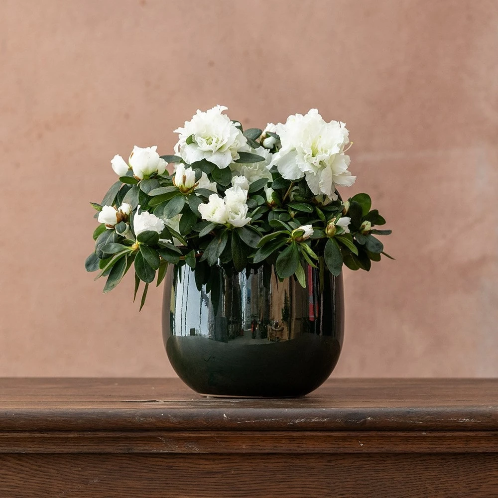 Azalea Flandresse 'White' 5 Azalea Flandresse 'White' - Image 3