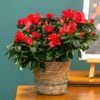 Azalea Flandresse 'Red' -Garden Supplies Sales 2024 pl2000043257