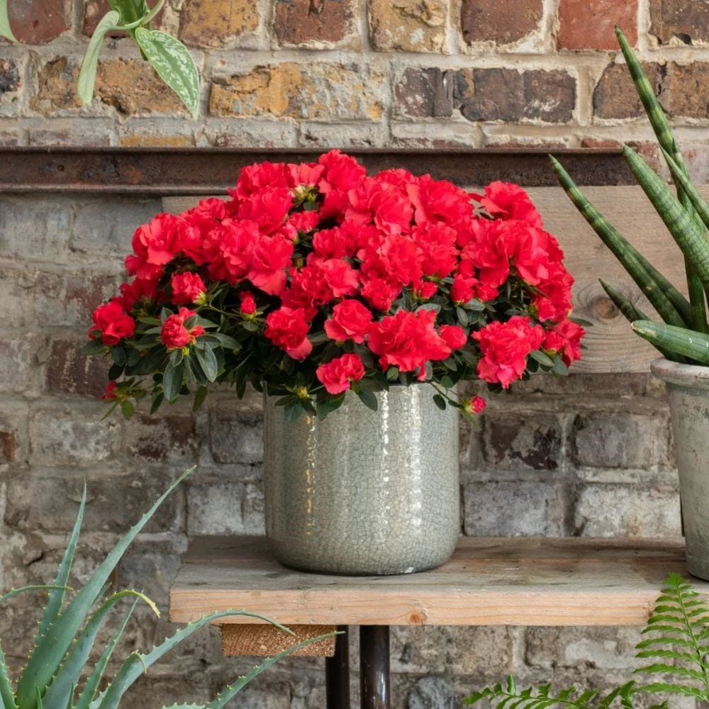 Azalea Flandresse 'Red' 6 Azalea Flandresse 'Red' - Image 4