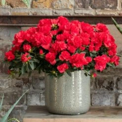 Azalea Flandresse 'Red' 13 Azalea Flandresse 'Red' -Garden Supplies Sales 2024 pl2000043257 card5 lg