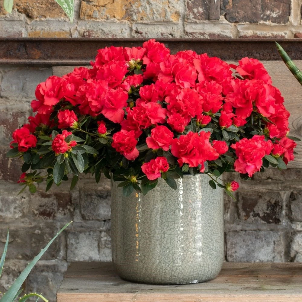 Azalea Flandresse 'Red' 7 Azalea Flandresse 'Red' - Image 5