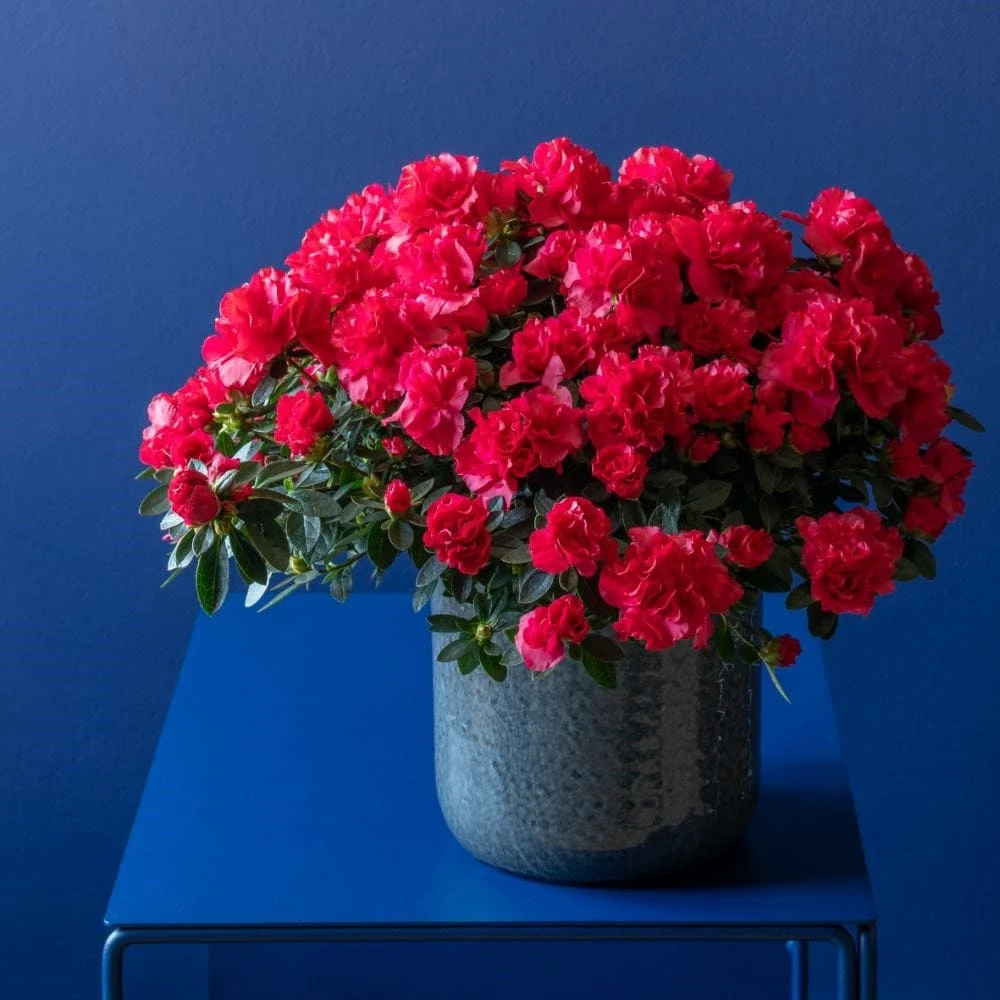 Azalea Flandresse 'Red' 8 Azalea Flandresse 'Red' - Image 6