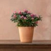 Azalea Flandresse 'Pink' -Garden Supplies Sales 2024 pl2000043258