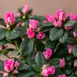 Azalea Flandresse 'Pink' -Garden Supplies Sales 2024 pl2000043258 card3 lg