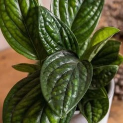 Epipremnum Pinnatum Marble Planet ('PPIEPI003') (PBR) -Garden Supplies Sales 2024 pl2000043275 card3 lg