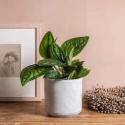 Epipremnum Pinnatum Marble Planet ('PPIEPI003') (PBR) -Garden Supplies Sales 2024 pl2000043275 card5 lg