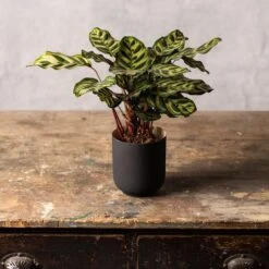 Goeppertia Makoyana -Garden Supplies Sales 2024 pl2000043282 card3 lg